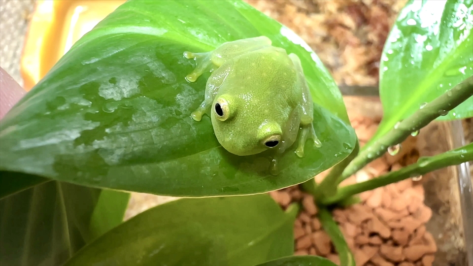 フライッシュマンアマガエルモドキ（グミガエル・グラスフロッグ）の飼い方・飼育用品・飼育環境・エサについてまとめました