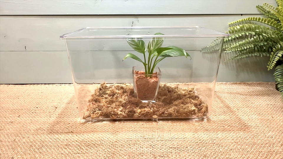 葉っぱの付いた観葉植物を配置しました