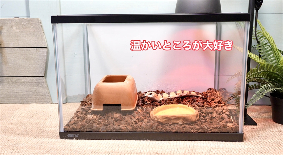 
ピーターズバンデッドスキンクの飼育用品　保温球で保温