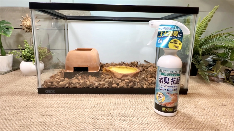 アオジタトカゲ（ベビー）の飼育環境　湿度管理　消臭・抗菌剤をスプレー