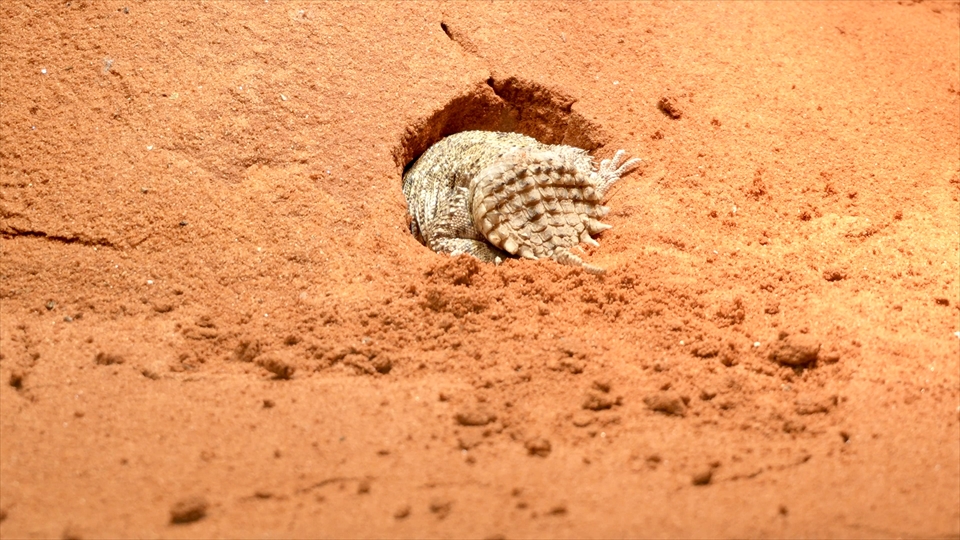 テイラーカワリアガマ（ゼノガマ）