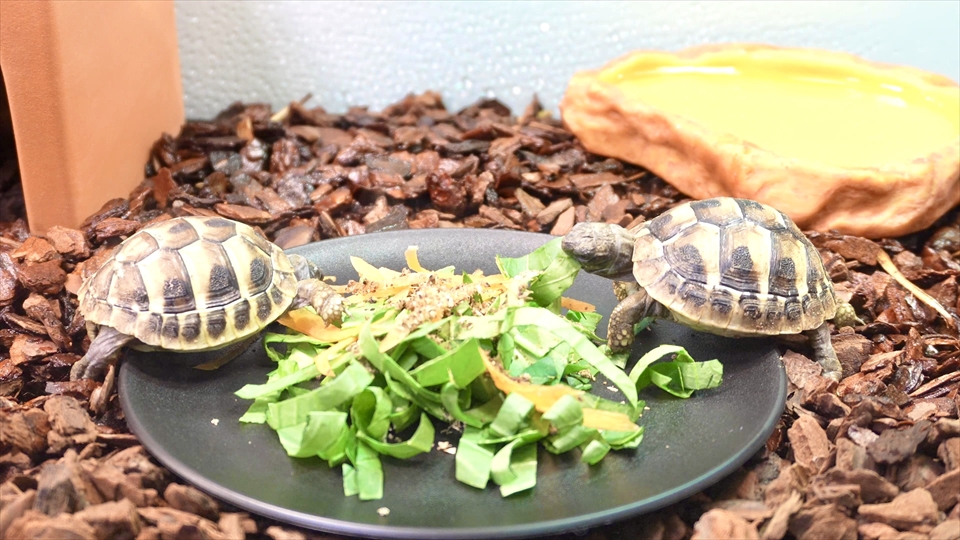 ヘルマンリクガメのベビーの飼育環境　給餌