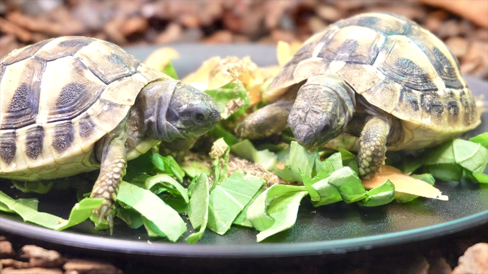 ヘルマンリクガメのベビーの飼育環境　給餌　リクガメのベビーのエサの量や与える頻度