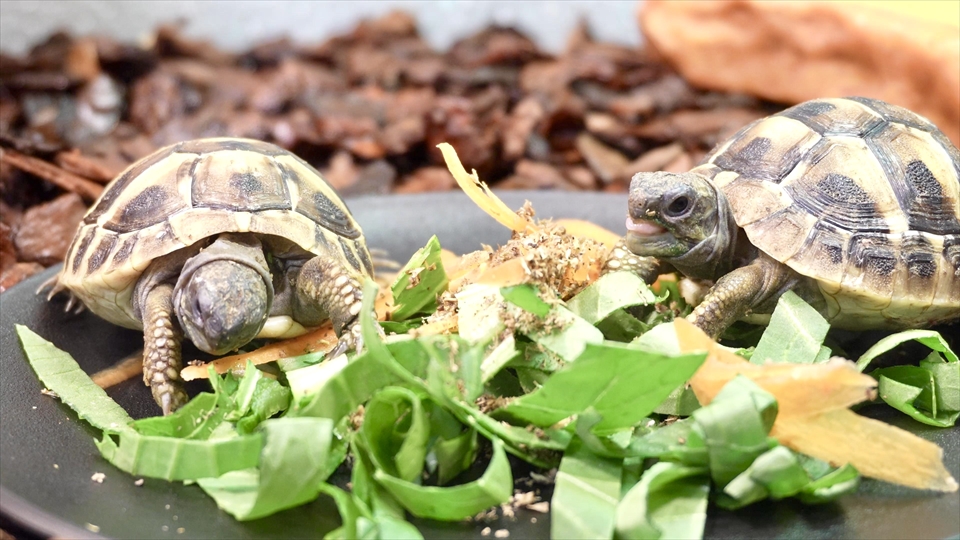 ヘルマンリクガメのベビーの飼育環境　給餌　リクガメのベビーのエサの量や与える頻度