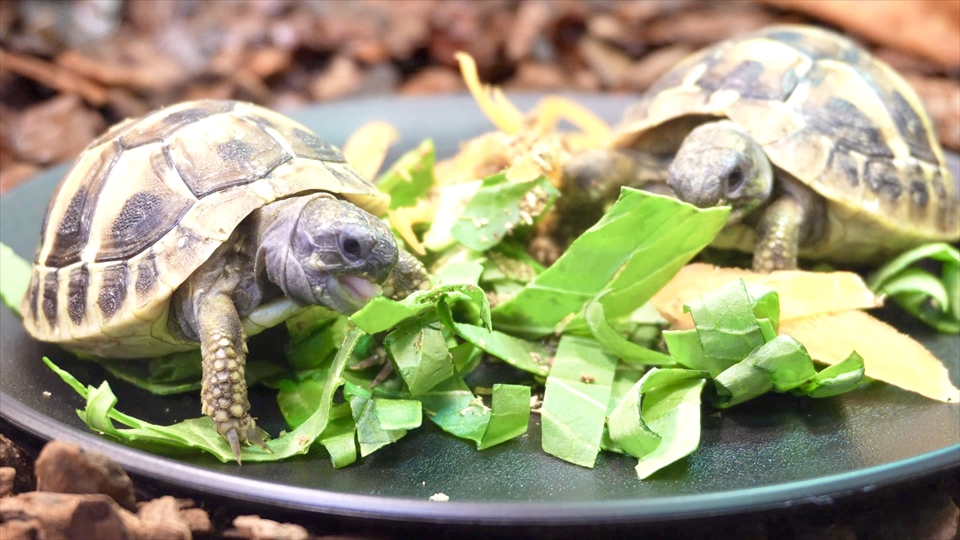 ヘルマンリクガメのベビーの飼育環境　給餌