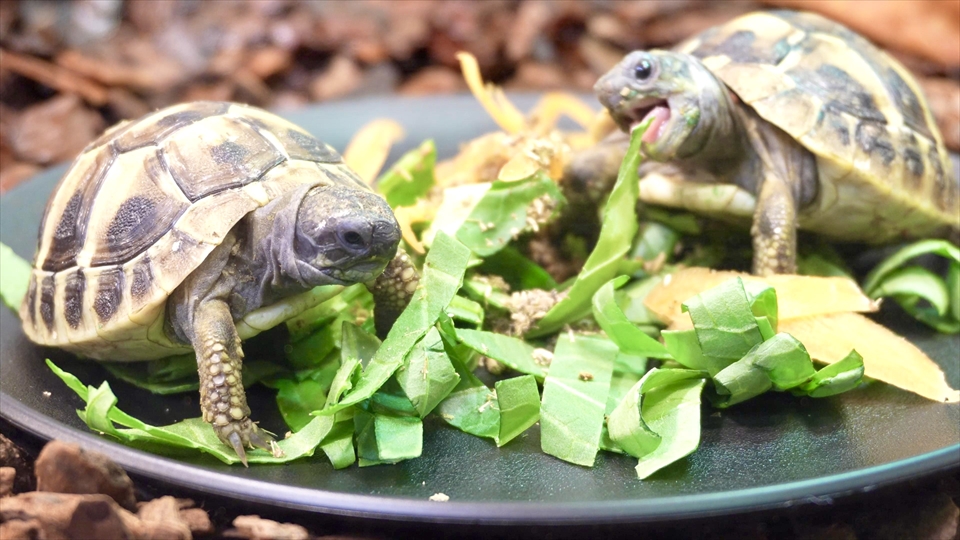 ヒガシヘルマンリクガメのベビーの飼い方・飼育用品・飼育環境・エサについてまとめました