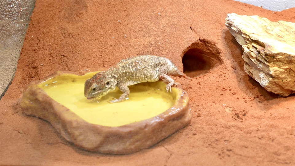 テイラーカワリアガマ（ゼノガマ）の飼育環境