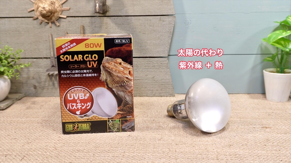 サバンナモニターのベビー 飼育用品　照明器具　バスキングライト　エキゾテラのソーラーグローUV80W