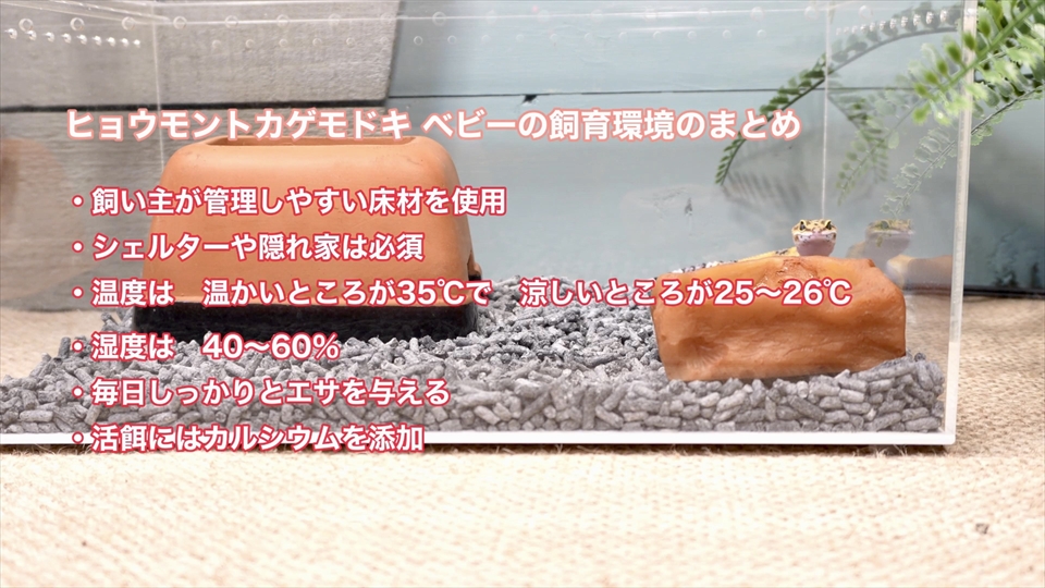 ヒョウモントカゲモドキのベビーの飼育環境についてまとめ