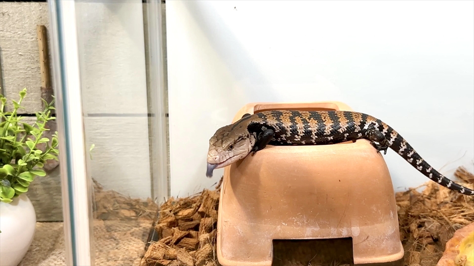 アオジタトカゲ（ベビー）の飼育環境