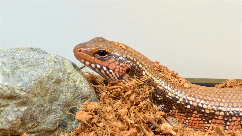 フェルナンデススキンク(ファイアースキンク・ファイヤースキンク・ベニトカゲ) の飼い方・飼育環境