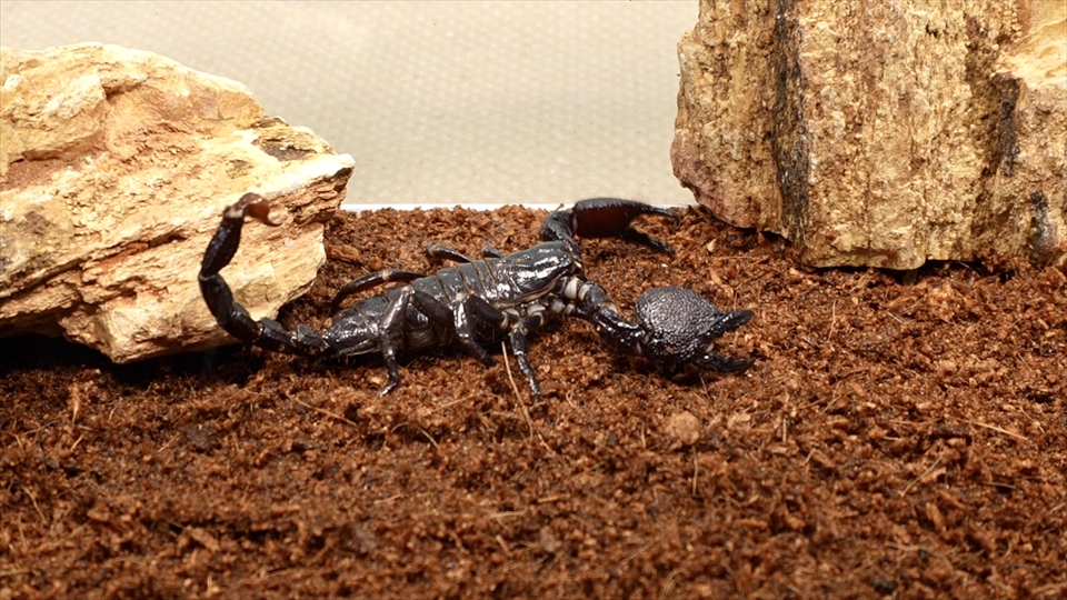 ダイオウサソリ(エンペラースコーピオン)の飼い方・飼育用品・飼育環境・エサ(種類・量・頻度)についてまとめました