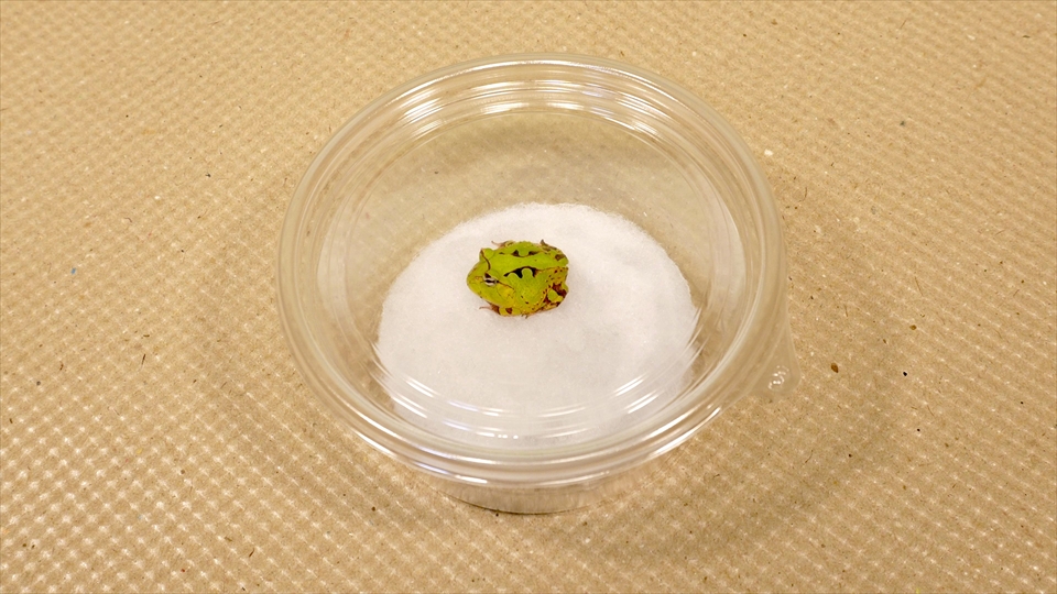アマゾンツノガエルのベビーの飼い方・飼育用品・飼育環境・エサについてまとめました