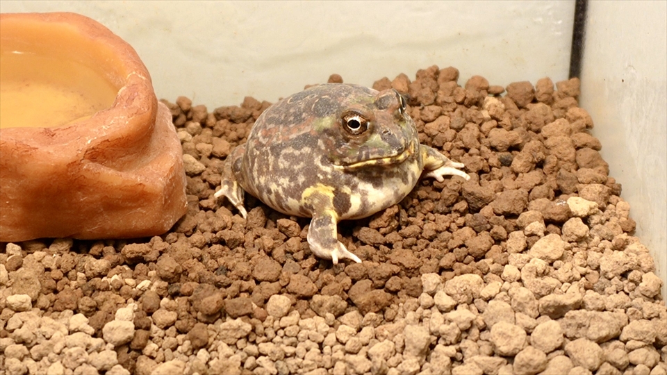 チャコガエルの飼い方・飼育用品・飼育環境・エサ(種類・量・頻度)についてまとめました