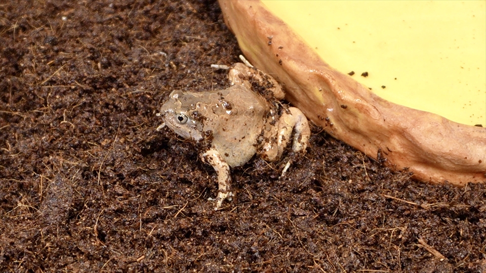 ビルマコガタジムグリガエル(ミャンマーコガタジムグリガエル・バーミーズスクワットフロッグ)の飼い方・飼育用品・飼育環境・エサ(種類・頻度・量・与え方)についてまとめました
