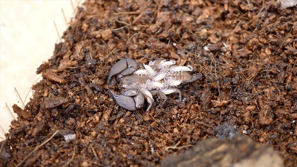 メスだけで繁殖する単為生殖で、直接子供を産む胎生のヤエヤマサソリの繁殖・ベビーが生まれました