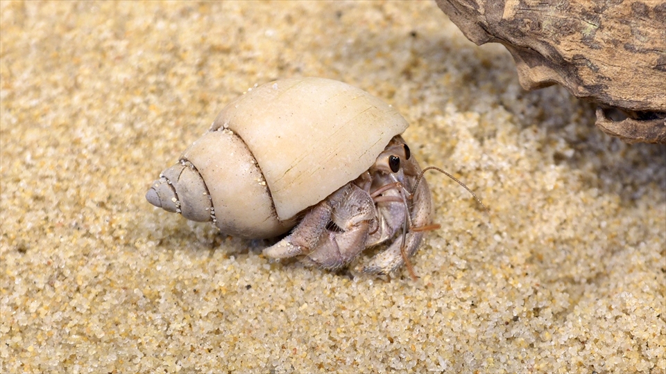 オカヤドカリ（ムラサキオカヤドカリ・ナキオカヤドカリ）の飼い方や飼育用品、飼育環境のセッティング、温度管理、エサ（種類・量・頻度）などについてまとめました