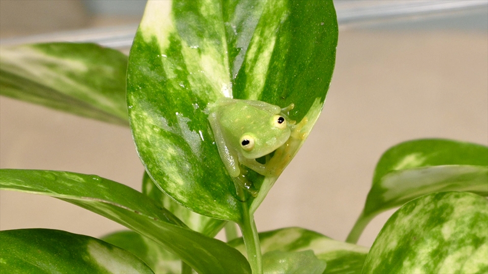 フライッシュマンアマガエルモドキ（グミガエル）の飼い方・飼育用品・飼育環境・エサ（種類・頻度・量・与え方）についてまとめました