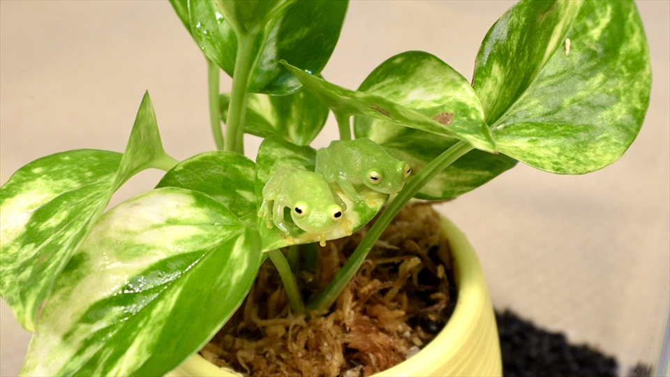 フライッシュマンアマガエルモドキ(グミガエル)用のレイアウトケージ(テラリウム・パルダリウム)を作りました。