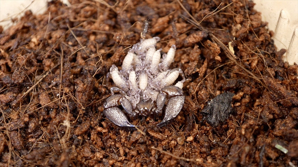 単為生殖でメスだけで繁殖するヤエヤマサソリのベビーが生まれました。