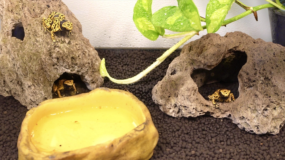 キオビヤドクガエルの飼育環境とエサのご紹介・テラリウムができるまでの仮住まい編