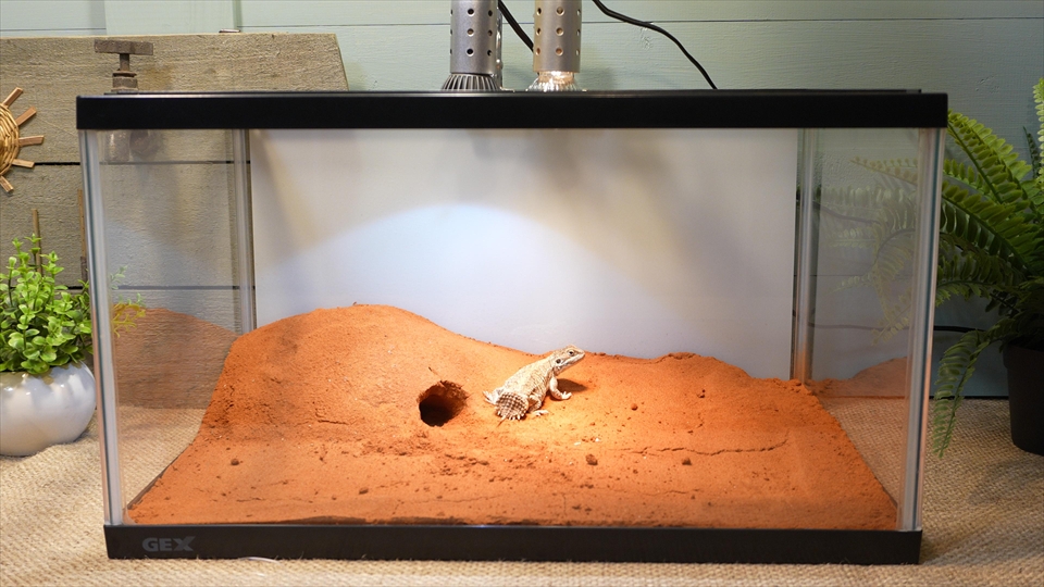 おいらのところでは、主に爬虫類や両生類を飼育しています