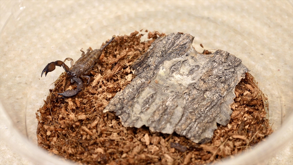 ヤエヤマサソリの飼い方・飼育用品・飼育環境・エサ(種類・量・頻度)についてまとめました