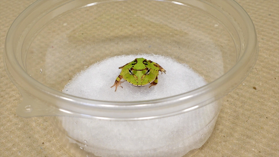 アマゾンツノガエルのベビーの飼い方・飼育用品・飼育環境・エサについてまとめました