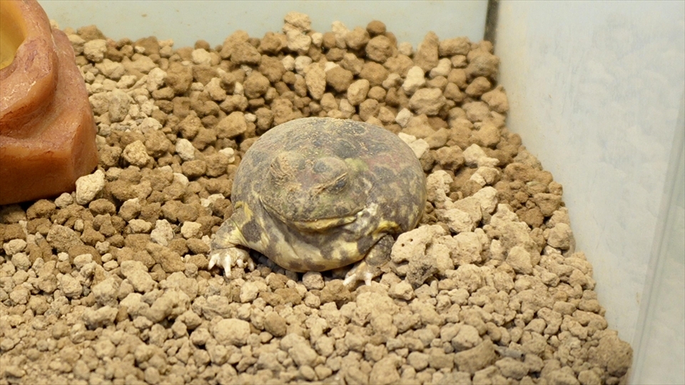 コクーン化した状態で乾眠(休眠)していたチャコガエルが目覚めました
