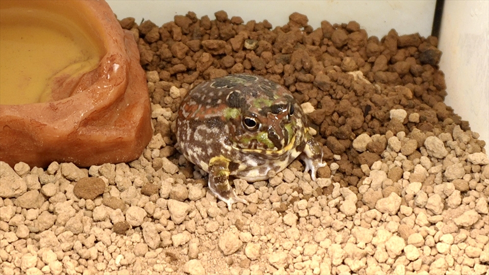 チャコガエルの飼い方・飼育用品・飼育環境・エサ(種類・量・頻度)についてまとめました
