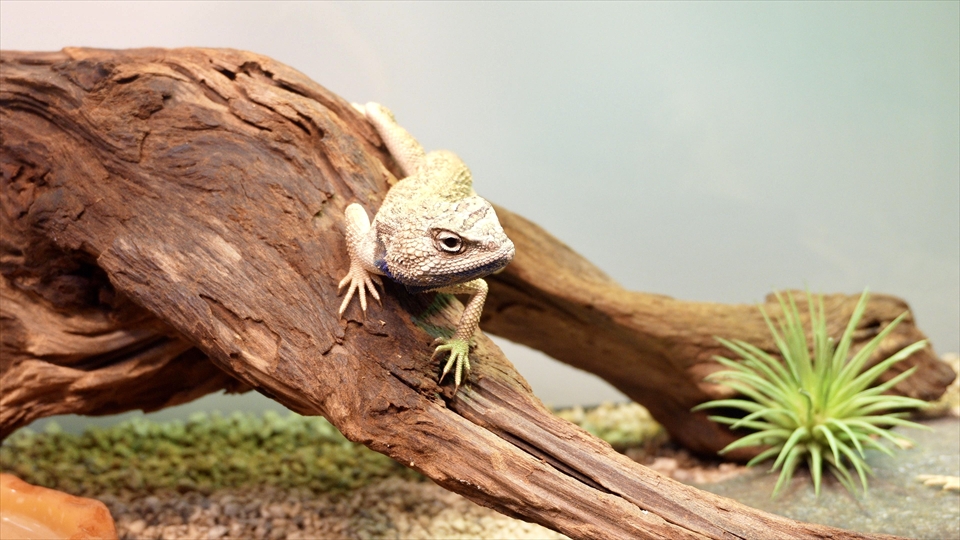 ペールアガマの飼い方・飼育用品・飼育環境・エサ(種類・量・頻度)についてまとめました