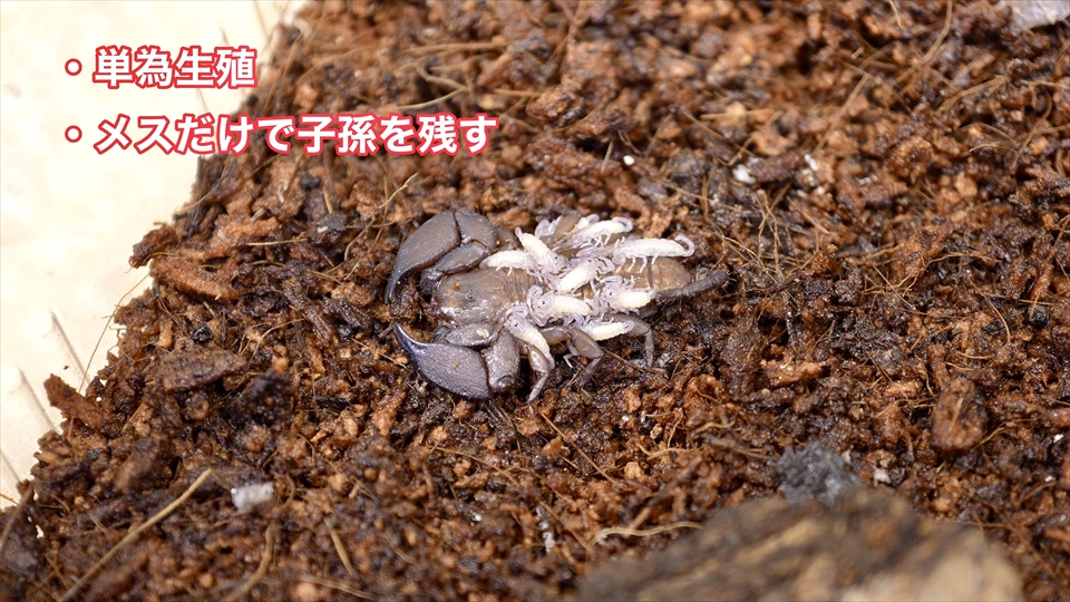 メスだけで繁殖する単為生殖で、直接子供を産む胎生のヤエヤマサソリの繁殖・ベビーが生まれました