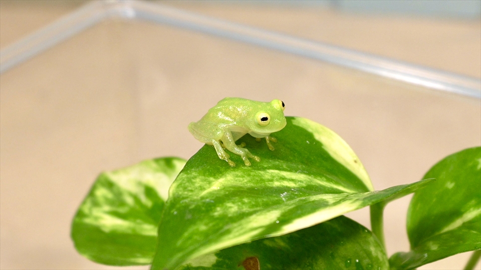 フライッシュマンアマガエルモドキ(グミガエル)用のレイアウトケージ(テラリウム・パルダリウム)を作りました。