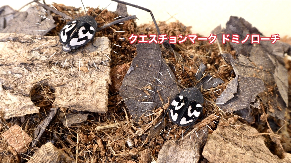 飼育しているクエスチョンマークドミノローチ