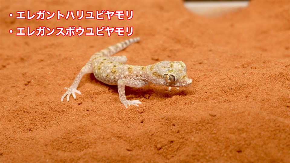 ナミハリユビヤモリ(エレガンスボウユビヤモリ・エレガントハリユビヤモリ)の飼い方・飼育用品・飼育環境・エサ