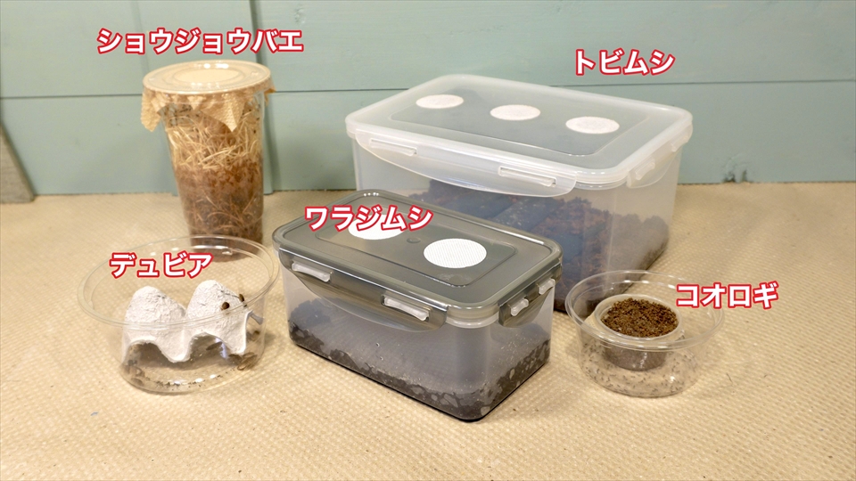 自家繁殖の生餌
