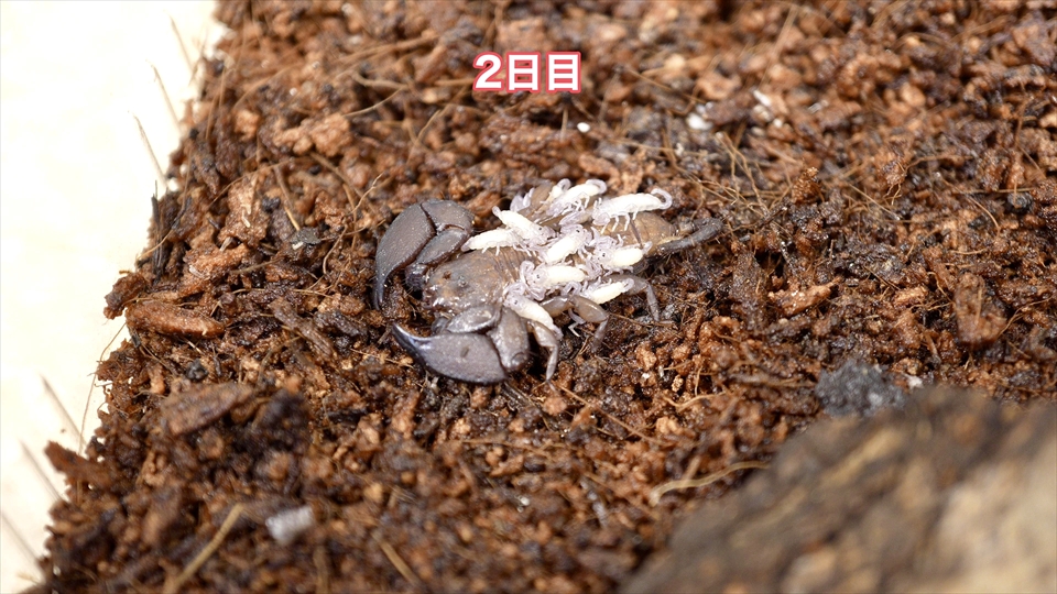 子供を産み始めて2日目のヤエヤマサソリ・子供の数が増えています