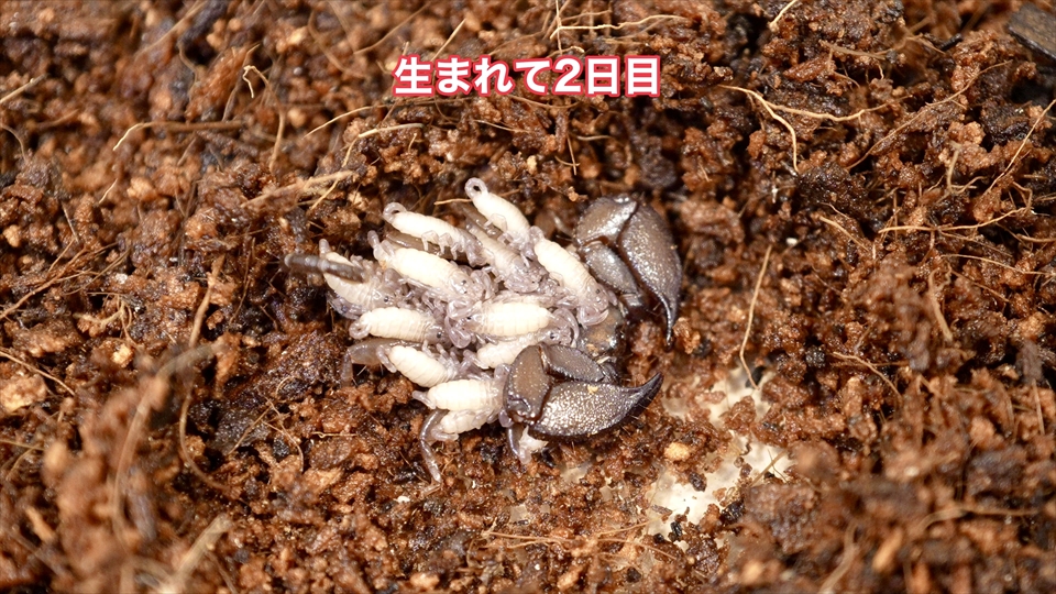 ヤエヤマサソリの繁殖・生まれて2日目の様子