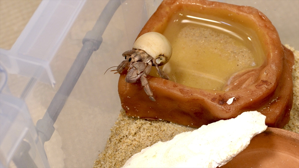 オカヤドカリは皮膚呼吸とエラ呼吸を行うため、乾燥には弱く、呼吸を行うためには、水分が必要になりますので、貝殻の中に少量の水を入れて生活しています