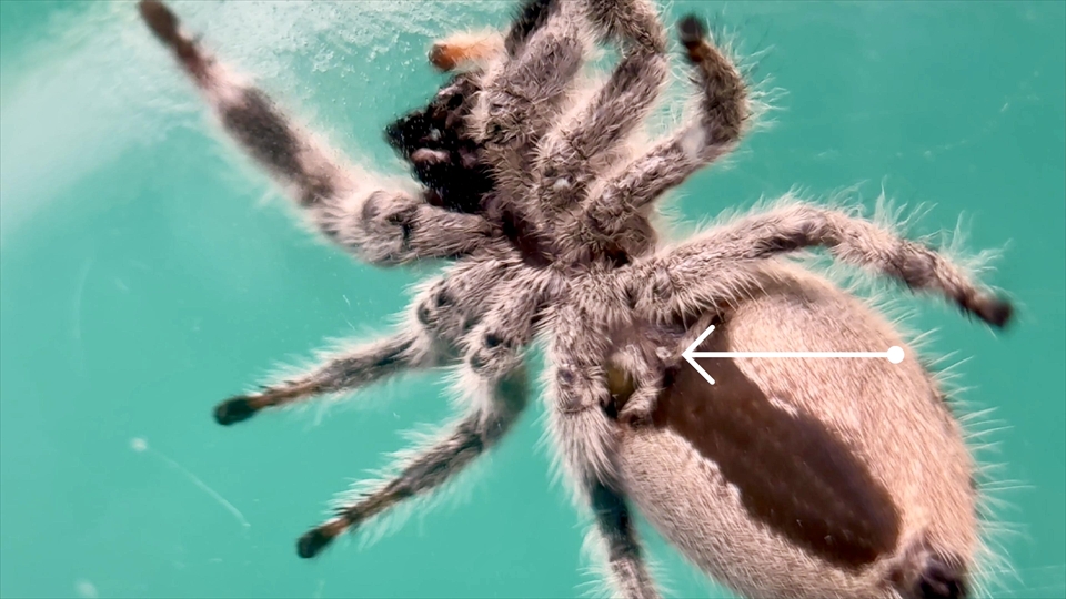 リーガルジャンピングスパイダーのメスの外雌器