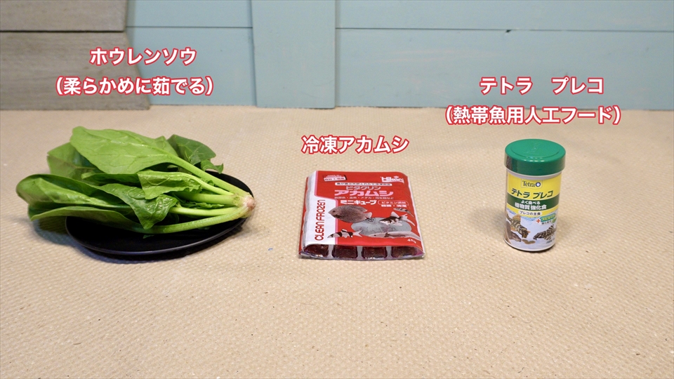 ヒキガエル上陸！オタマジャクシからカエルまでの記録・飼い方・飼育環境・おすすめのエサ・