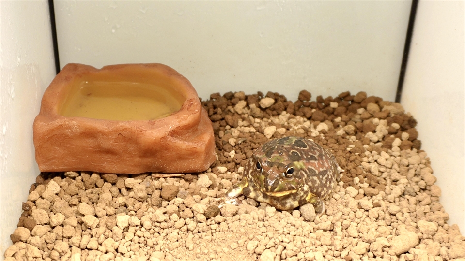 チャコガエルの飼い方・飼育用品・飼育環境・エサ(種類・量・頻度)についてまとめました・温度と湿度管理
