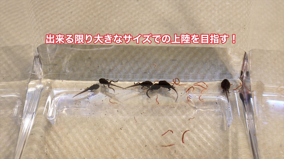 オタマジャクシの間に、しっかりエサを与えて、出来る限り大きなサイズでの上陸を目指す