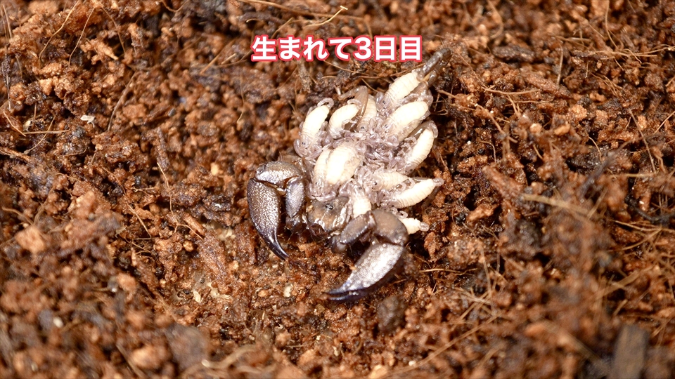 ヤエヤマサソリの繁殖・生まれて3日目の様子