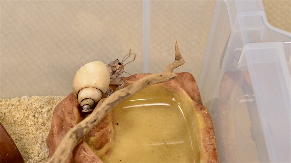 オカヤドカリは、臆病で乾燥に弱いため、日中は、強い日差しを避け、物陰や土の中に隠れてじっとしていて、夜になるとエサを探して活動を開始します