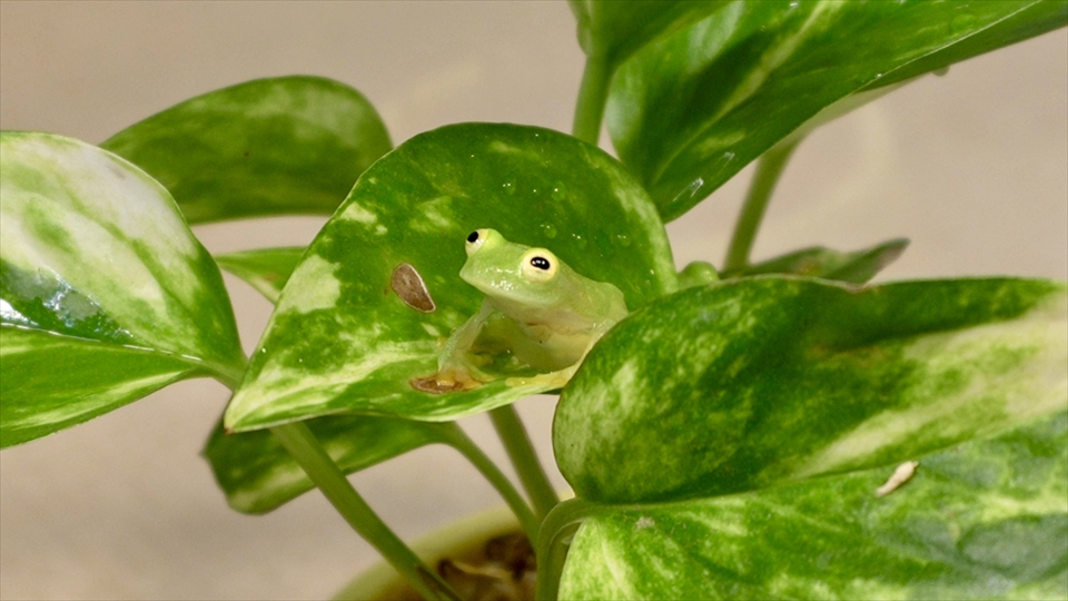 フライッシュマンアマガエルモドキ（グミガエル）の飼い方・飼育用品・飼育環境・エサ（種類・頻度・量・与え方）についてまとめました