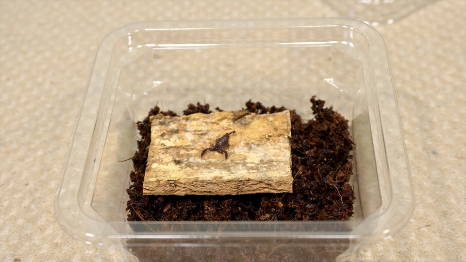 ヤエヤマサソリのベビーの個別飼育用の飼育ケース