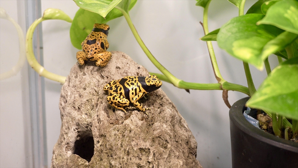 キオビヤドクガエルの飼育環境