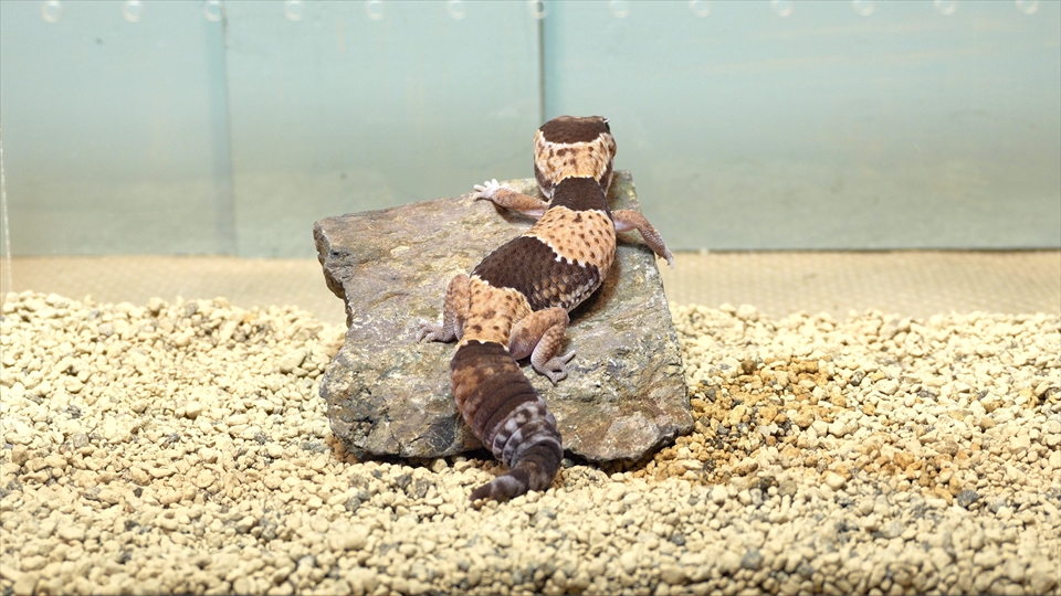 ニシアフロカトカゲモドキの飼い方と飼育環境