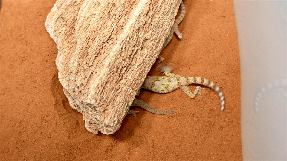 ナミハリユビヤモリ(エレガンスボウユビヤモリ・エレガントハリユビヤモリ)の飼い方・飼育用品・飼育環境・床材を掘って巣穴を作る